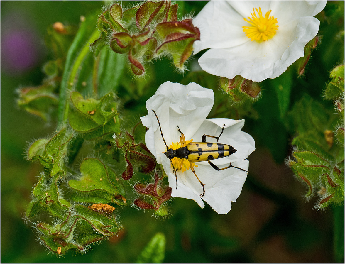 Black & Yellow Longhorn Beetle on Cistus Flower 2